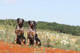 BEAUCERON - PUPPIES 059